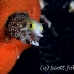 blenny_spinyhead_mog_jar_h_0239_cub2016_crop.jpg